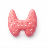 Thyroid